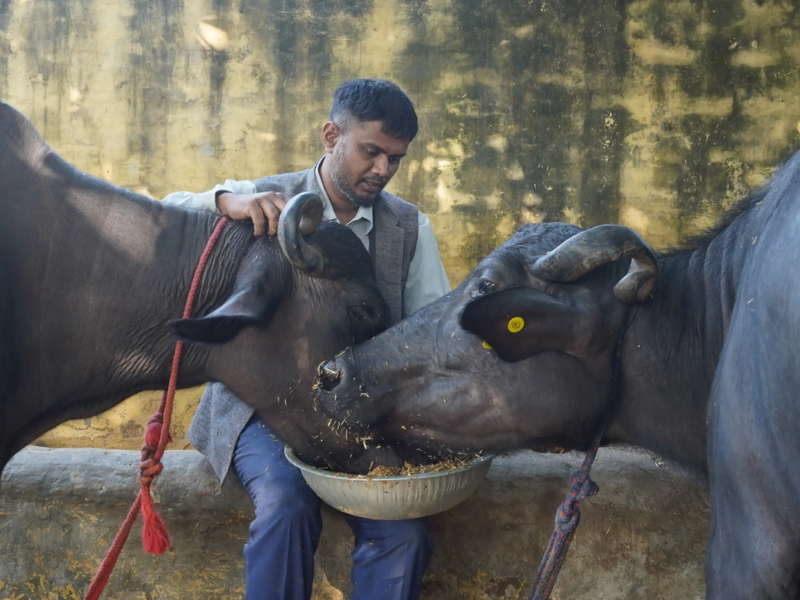 Pashu Seva